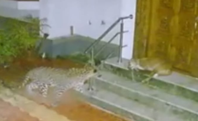 image_editor_output_image1499615316-1660478659872