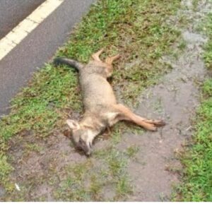 image_editor_output_image1730728057-1665055242594