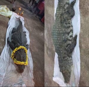 image_editor_output_image934769662-1665370434822