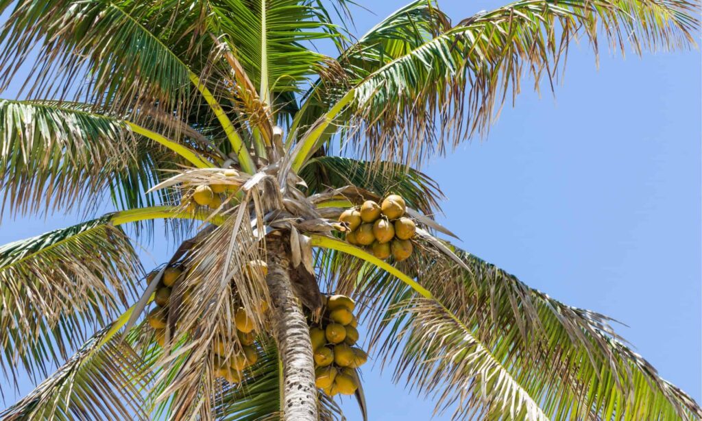 beautiful-background-of-coconut-trees-picture-id1190681882.jpg
