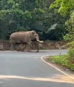 image_editor_output_image1707409475-1701619839621