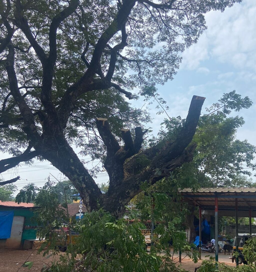 image_editor_output_image343819637-1702571879460