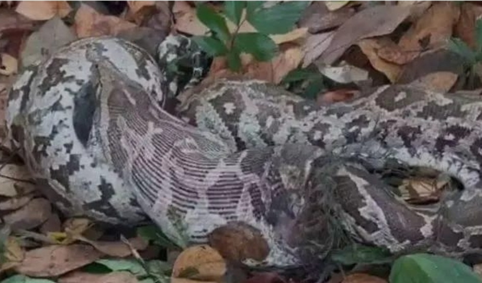 image_editor_output_image-1207620228-1713764933601