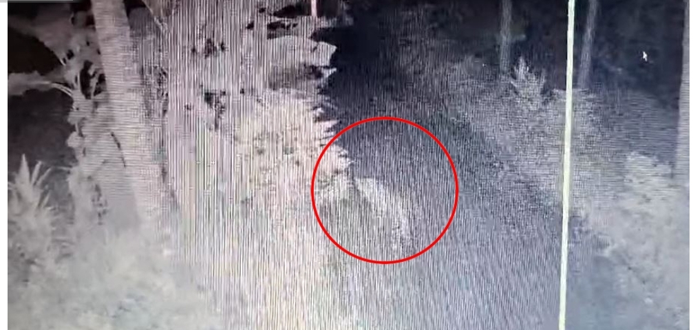 image_editor_output_image1116535037-1729746090827