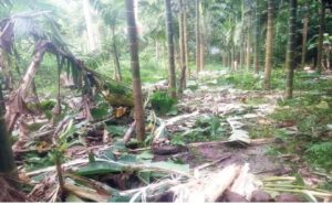 image_editor_output_image1723298230-1729664058115