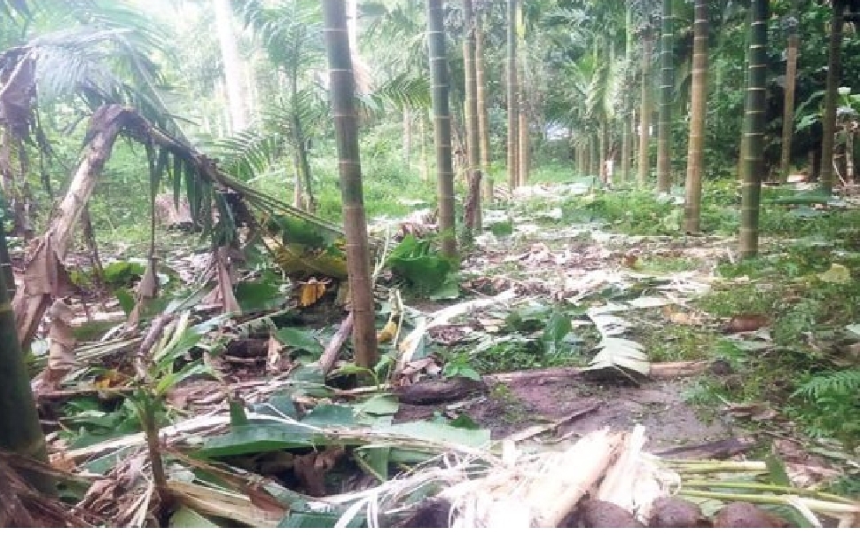 image_editor_output_image1723298230-1729664058115