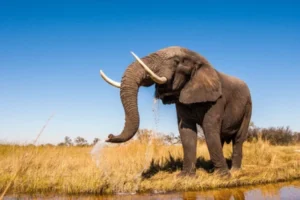 elephant-drinking-600x400.webp