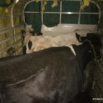 ವಿಟ್ಲ: ಅಕ್ರಮವಾಗಿ ಗೋ ಸಾಗಾಟ ಪತ್ತೆ ಹಚ್ಚಿದ ವಿಟ್ಲ ಪೊಲೀಸರು: ವಾಹನ ಮತ್ತು ಜಾನುವಾರು ವಶಕ್ಕೆ