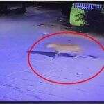 ಮಂಗಳೂರು: ಕದ್ರಿ ದೇವಸ್ಥಾನ ಬಳಿಯ ಡಾಕ್ಟರ್ಸ್ ಕಾಲನಿಯಲ್ಲಿ ಚಿರತೆ ಓಡಾಟ