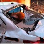 ಸುಳ್ಯ: ಚಲಿಸುತ್ತಿರುವ ಕಾರಿನ ಮೇಲೆ ಬಿದ್ದ ಮರ: ಕಾರು ಸಂಪೂರ್ಣ ಜಖಂ,  ಕಾರಿನಲ್ಲಿದ್ದವರು ಪಾರು