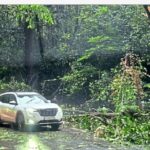 ಆಗುಂಬೆ ಘಾಟಿಯ ತಿರುವಿನ ಬಳಿ ಉರುಳಿ ಬಿದ್ದ ಬೃಹತ್ ಮರ