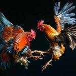cockfighting-on-dark-background-photo.jpg
