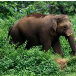 ಮಡಿಕೇರಿ: ಕಾಡಾನೆ ತುಳಿತಕ್ಕೆ ನಿವೃತ್ತ ಐಜಿಪಿ ಪತ್ನಿ ಸಾವು