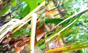 image_editor_output_image1120150586-1782964170055