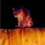 image_editor_output_image1126226937-1784874396249